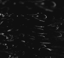 سوپراستون مشکی